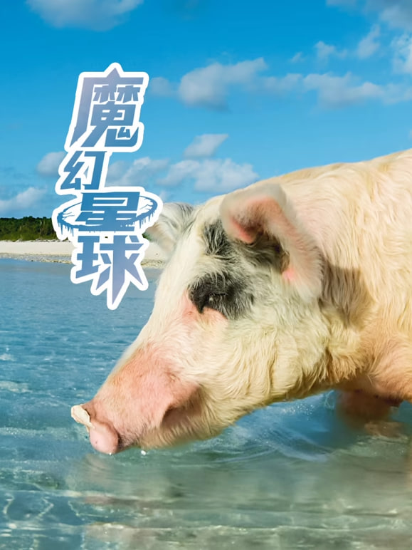 魔幻星球 2026 综艺 海报